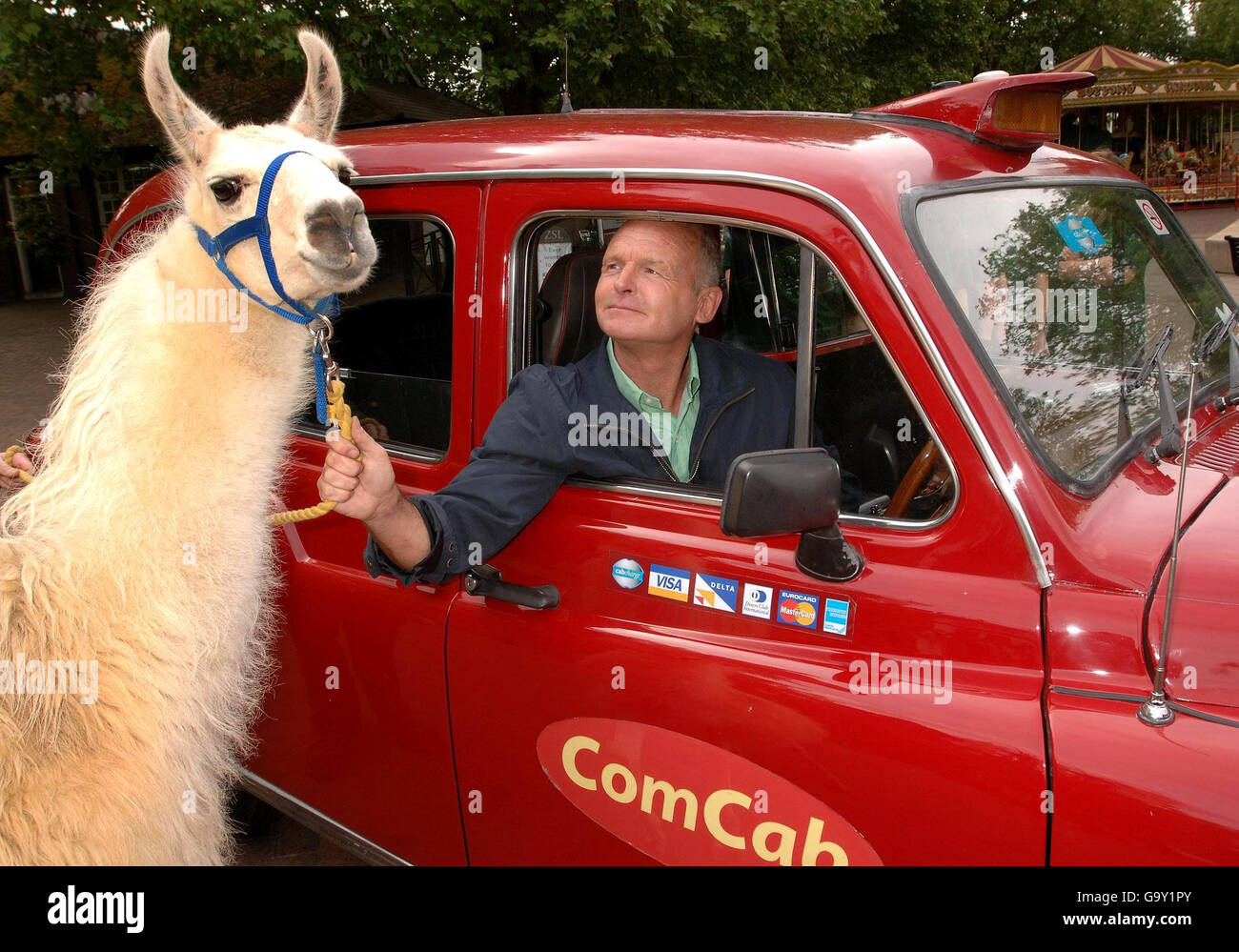 Perry an 8-year-old South American Llama, with Tony Ellis a London Taxi driver at London Zoo in Regents Park, where there was a photocall to promote a free weekend for licensed cab drivers and their families at the zoo this coming weekend. Stock Photo