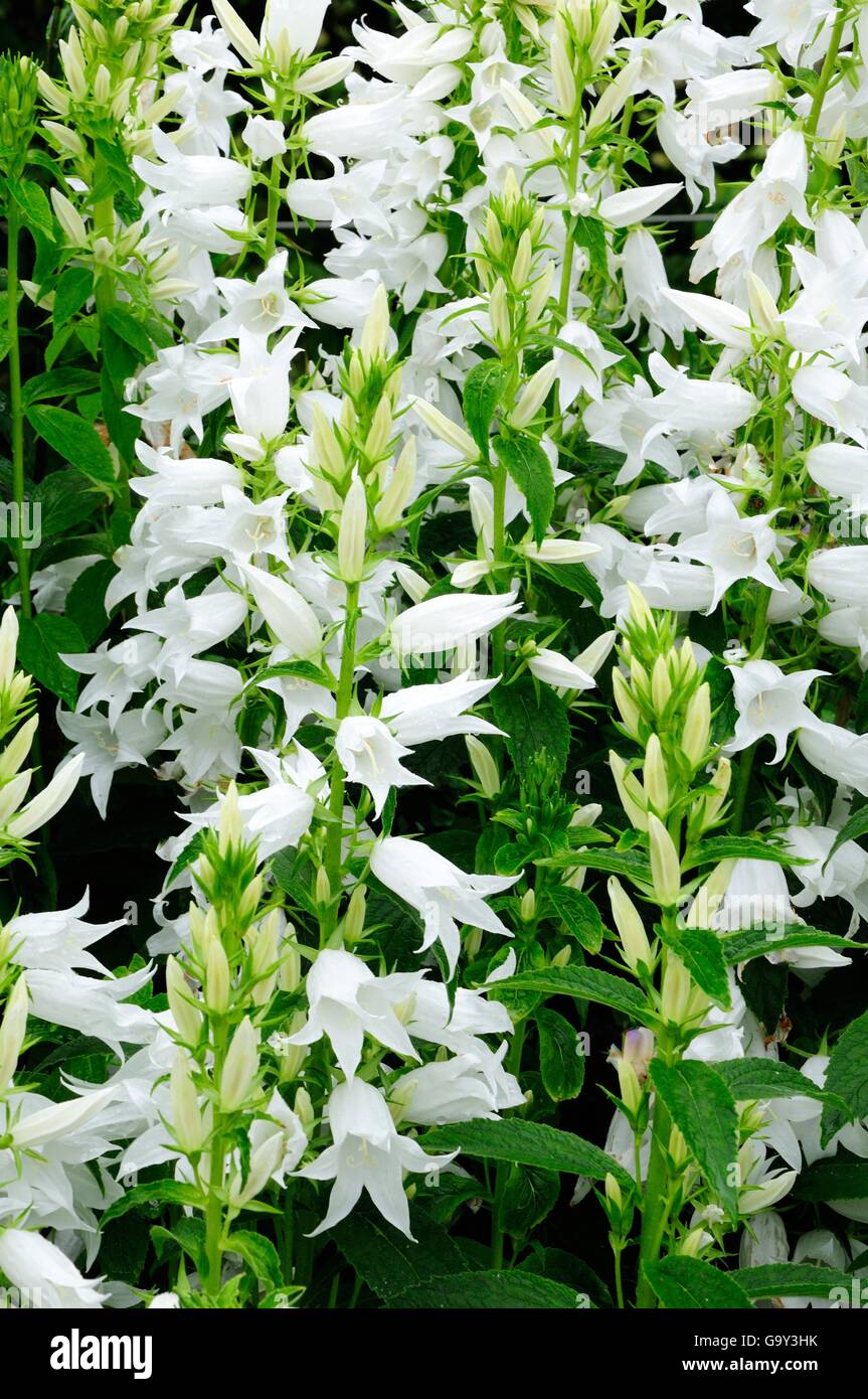 Bellflower Campanula latiflora macrantha Alba white bell shaped flowers Stock Photo