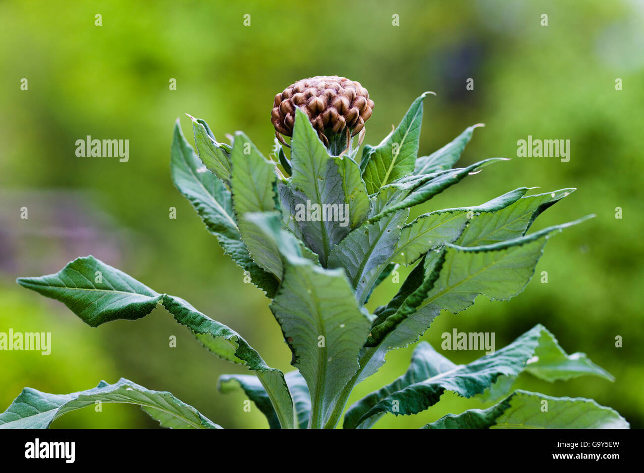 Bud of Rhaponticum scariosum subsp. rhaponticum Stock Photo