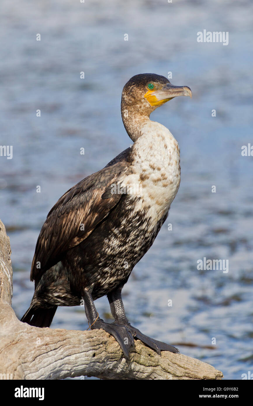 Whitebreasted cormorant (Phalacrocorax lucidus), Wilderness National