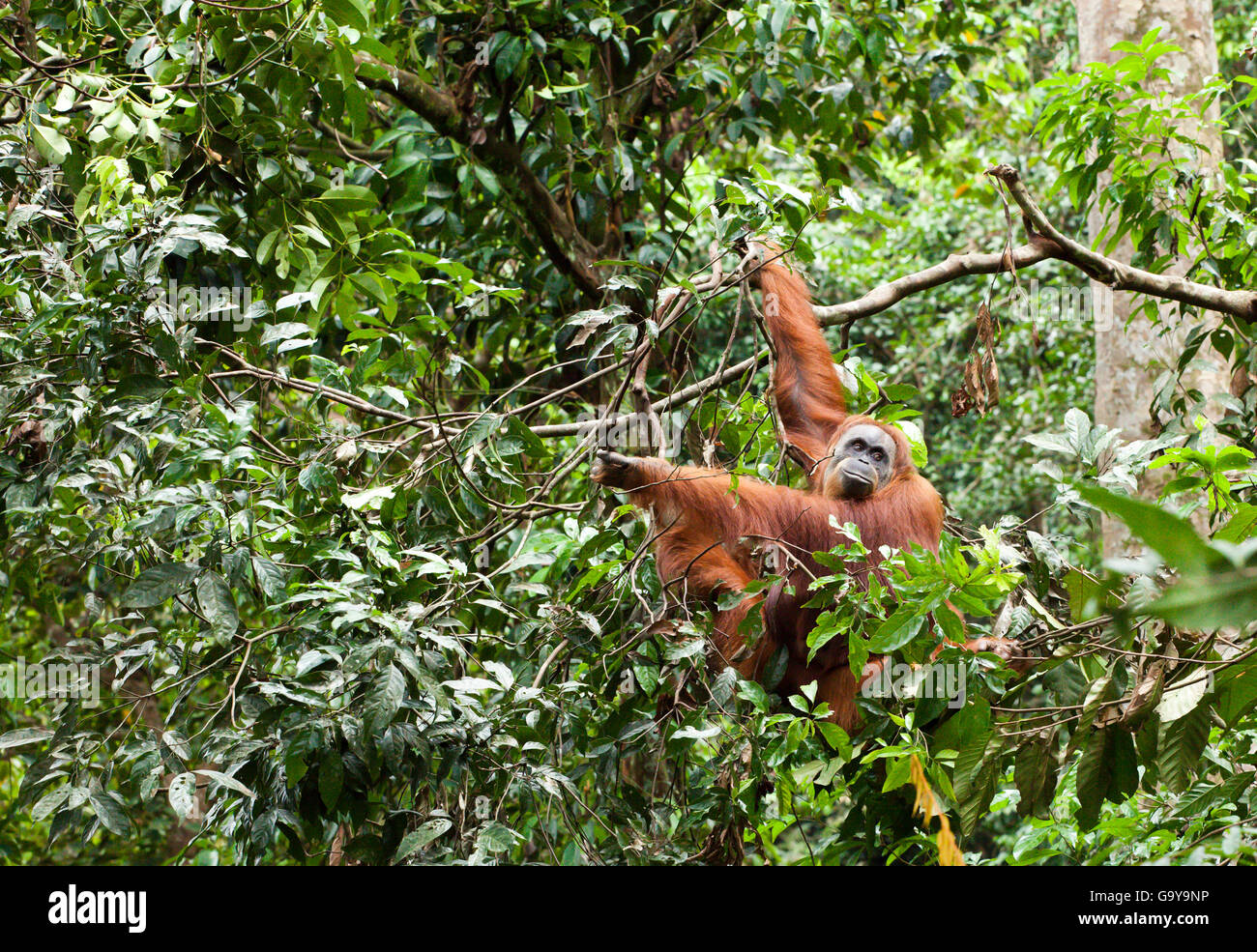 Sumatran orangutan (Pongo abelii) in the rain forests of Sumatra, Indonesia, Asia Stock Photo