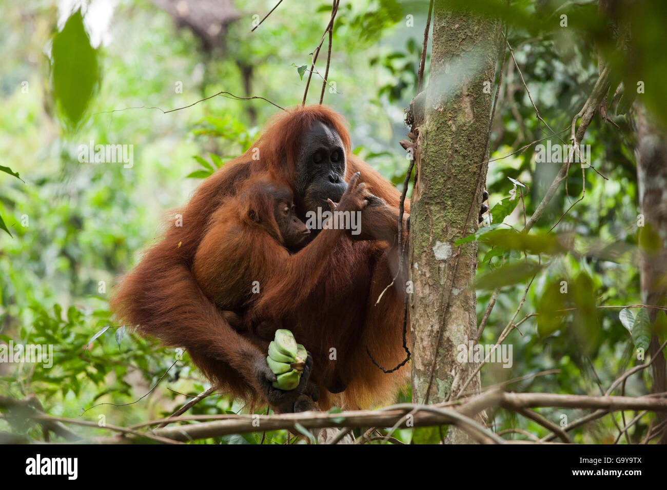 Sumatran orangutan (Pongo abelii) in the rain forests of Sumatra, Indonesia, Asia Stock Photo
