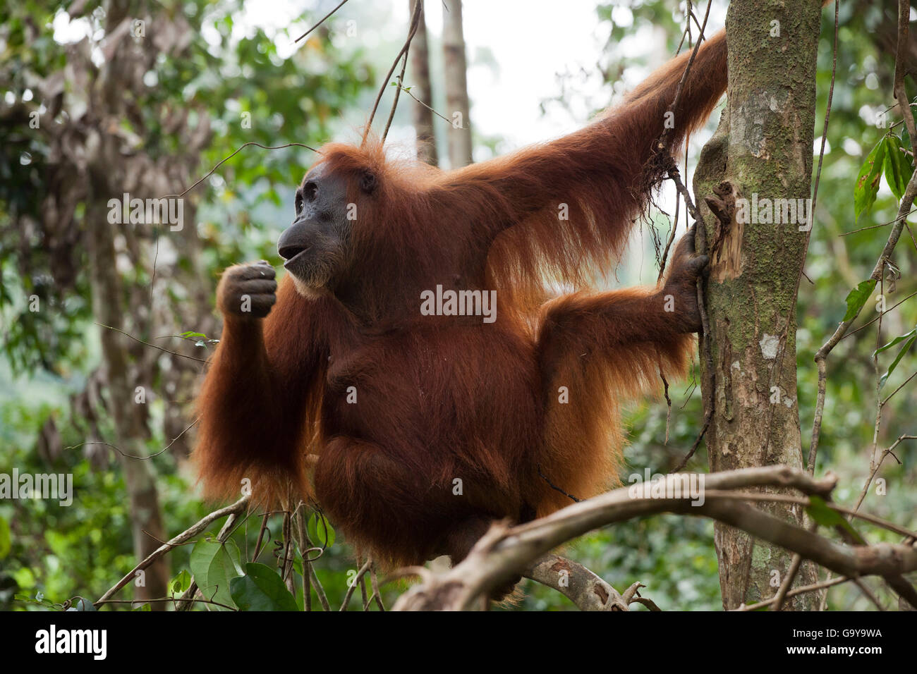 Sumatran orangutan (Pongo abelii) in the rain forests of Sumatra, Indonesia, Asia Stock Photo