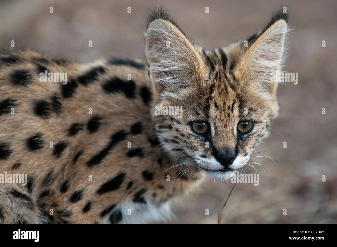 Young Serval Cat (Leptailurus serval), captive, Hoedspruit Endangered