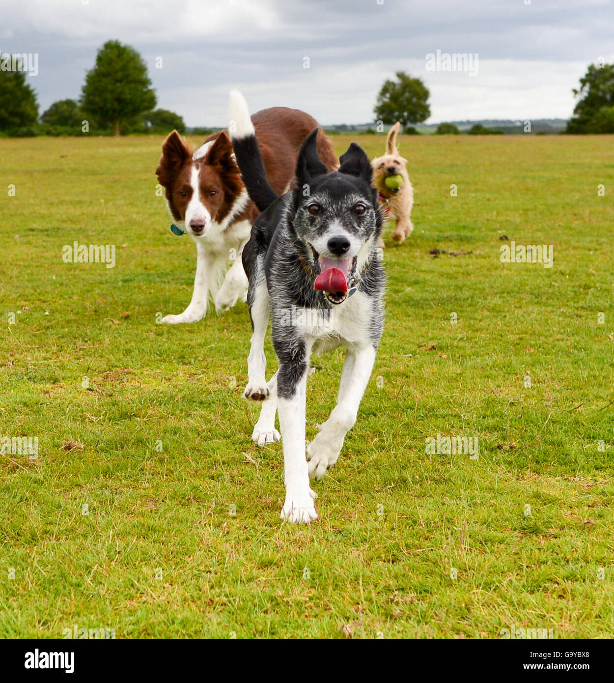 Three dogs running towards. The one at the front is carrying a ball in its mouth. Stock Photo