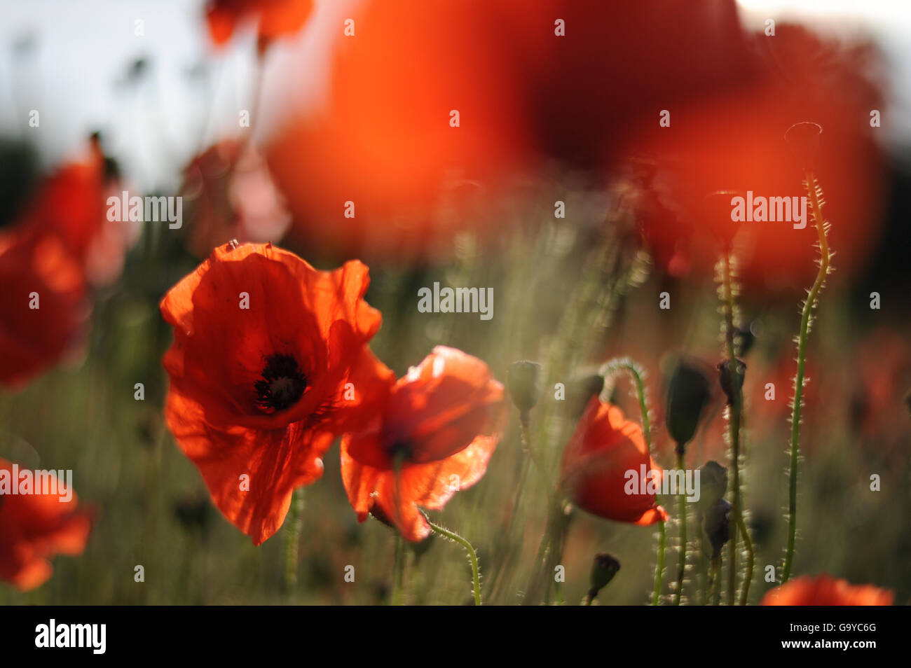 Poppies grow in a field in Kent, UK Stock Photo Alamy