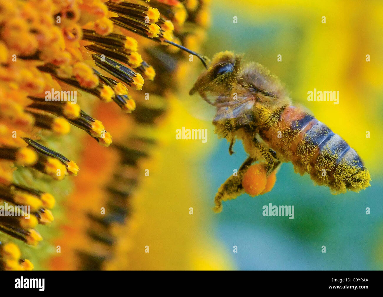 Bee carrying pollen hires stock photography and images Alamy