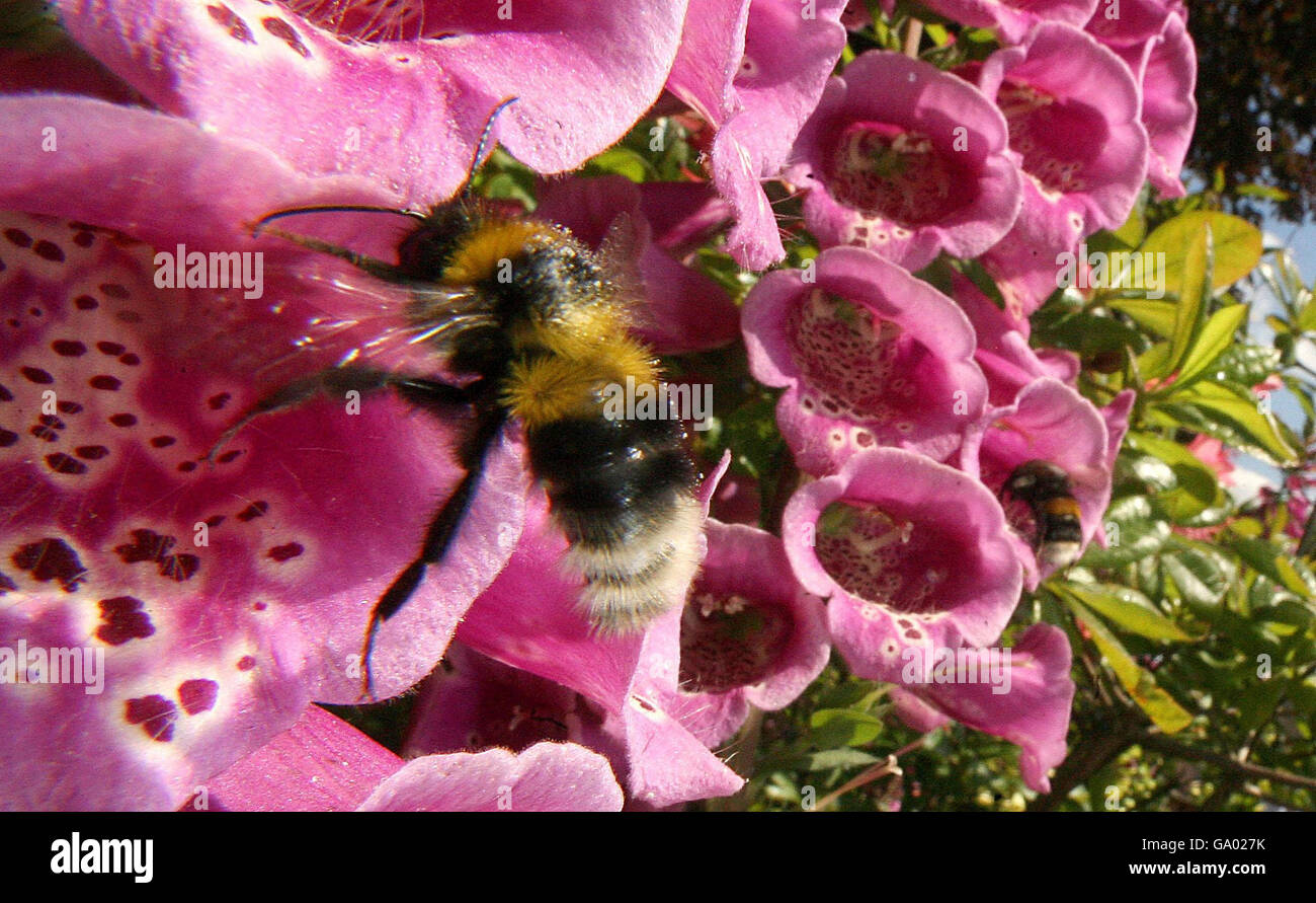 A bee lands on one of the many blooms at the Chelsea Flower Show, in the grounds of the Royal Chelsea Hospital, west London. Stock Photo