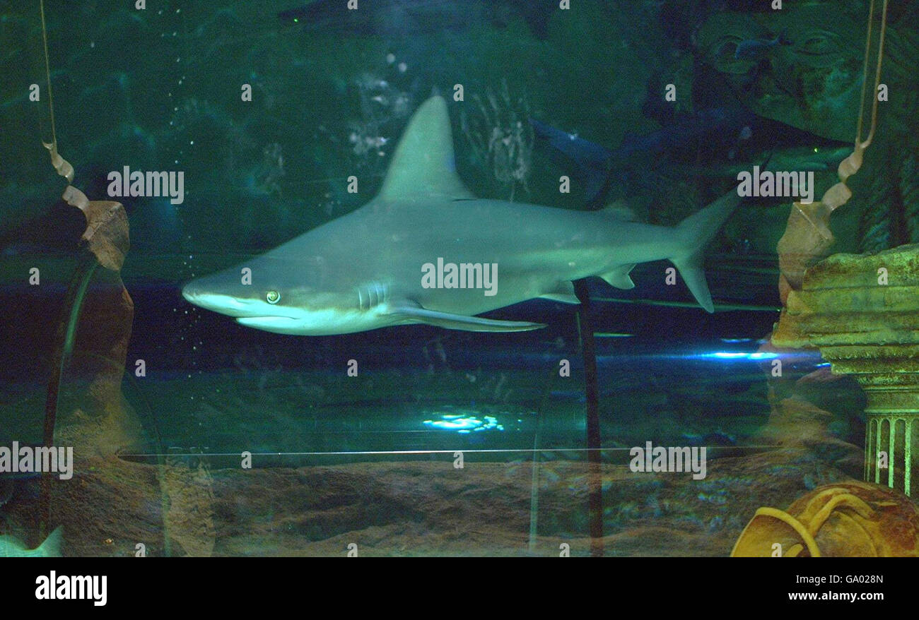 Undated Blackpool Sea Life Centre photo of a Brown Shark named Bloodnose. Stock Photo