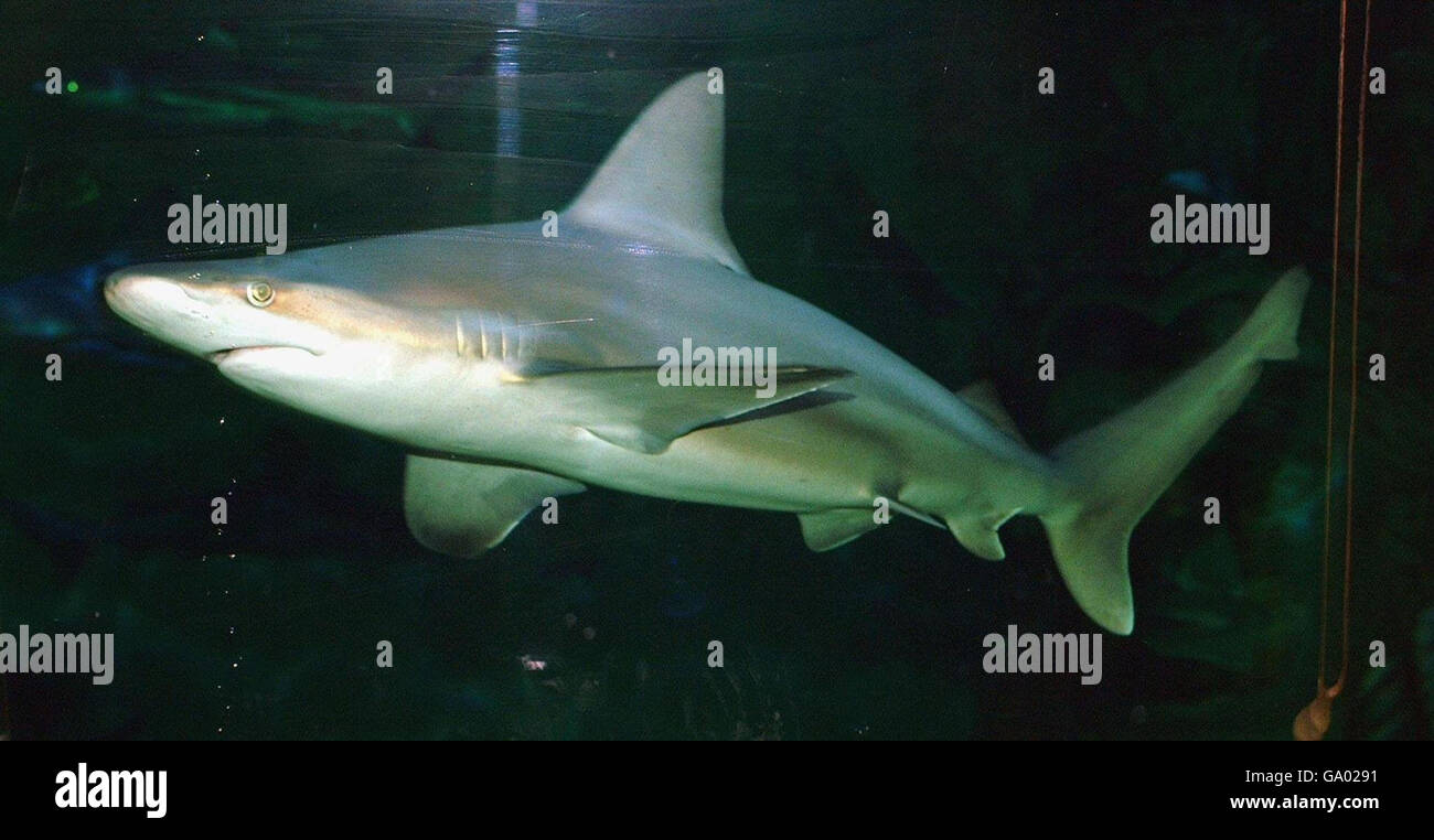 Romantic music to boost sharks' love life. Undated Blackpool Sea Life Centre photo of a Brown Shark named Lucy. Stock Photo