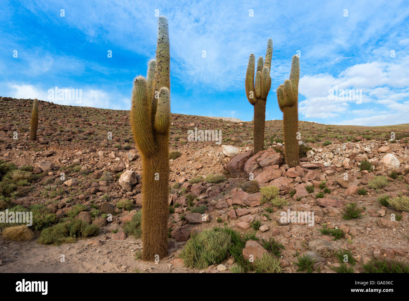 Cactus in the Atacama Desert, northern Chile Stock Photo