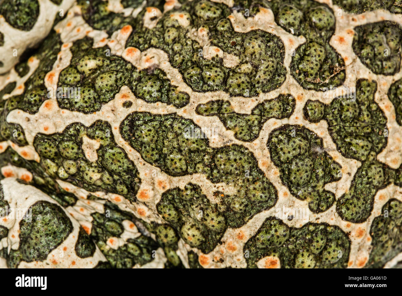 Skin of green toad, spotted natural background Stock Photo