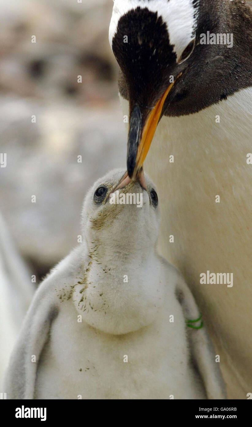 Rockhopper penguin chick at Edinburgh Zoo. One of the 22 new Gentoo penguin chicks that have hatched over the last few weeks at Edinburgh zoo. Stock Photo