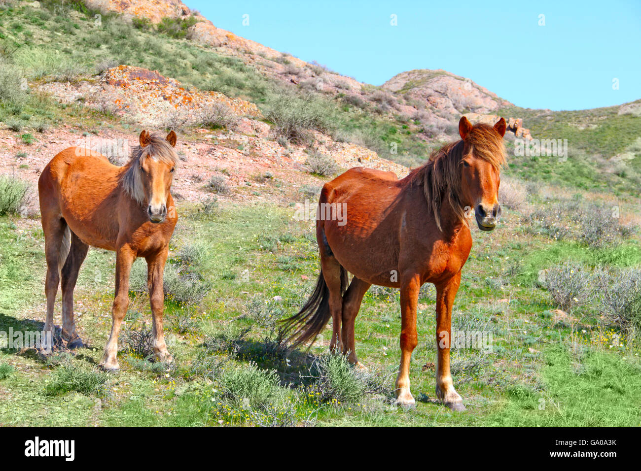wild horses Stock Photo
