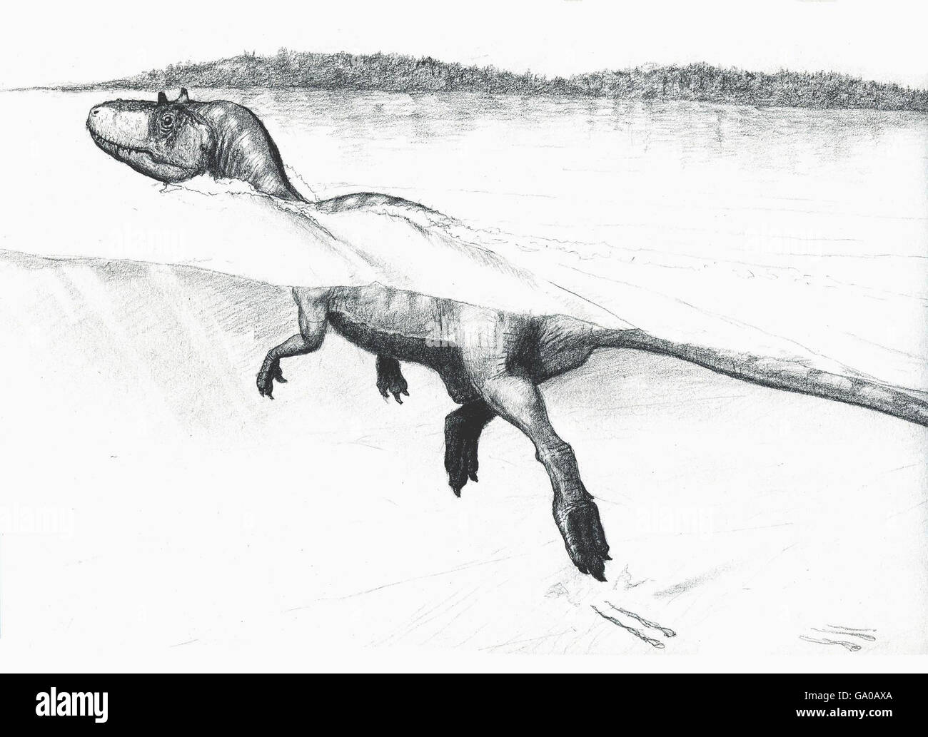 Undated Guillaume Suan, University of Lyon artist's impression of a swimming dinosaur. A remarkable row of claw prints preserved in an ancient lake bed provide the best evidence yet that some dinosaurs could swim. The 15-metre-long trackway in Spain was left by a large floating animal clawing at the sediment as it swam against a current 125 million years ago. Stock Photo