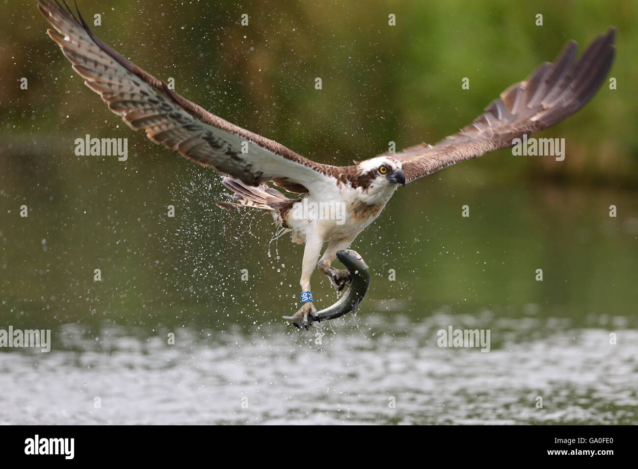 Osprey carries away the spoils. Stock Photo