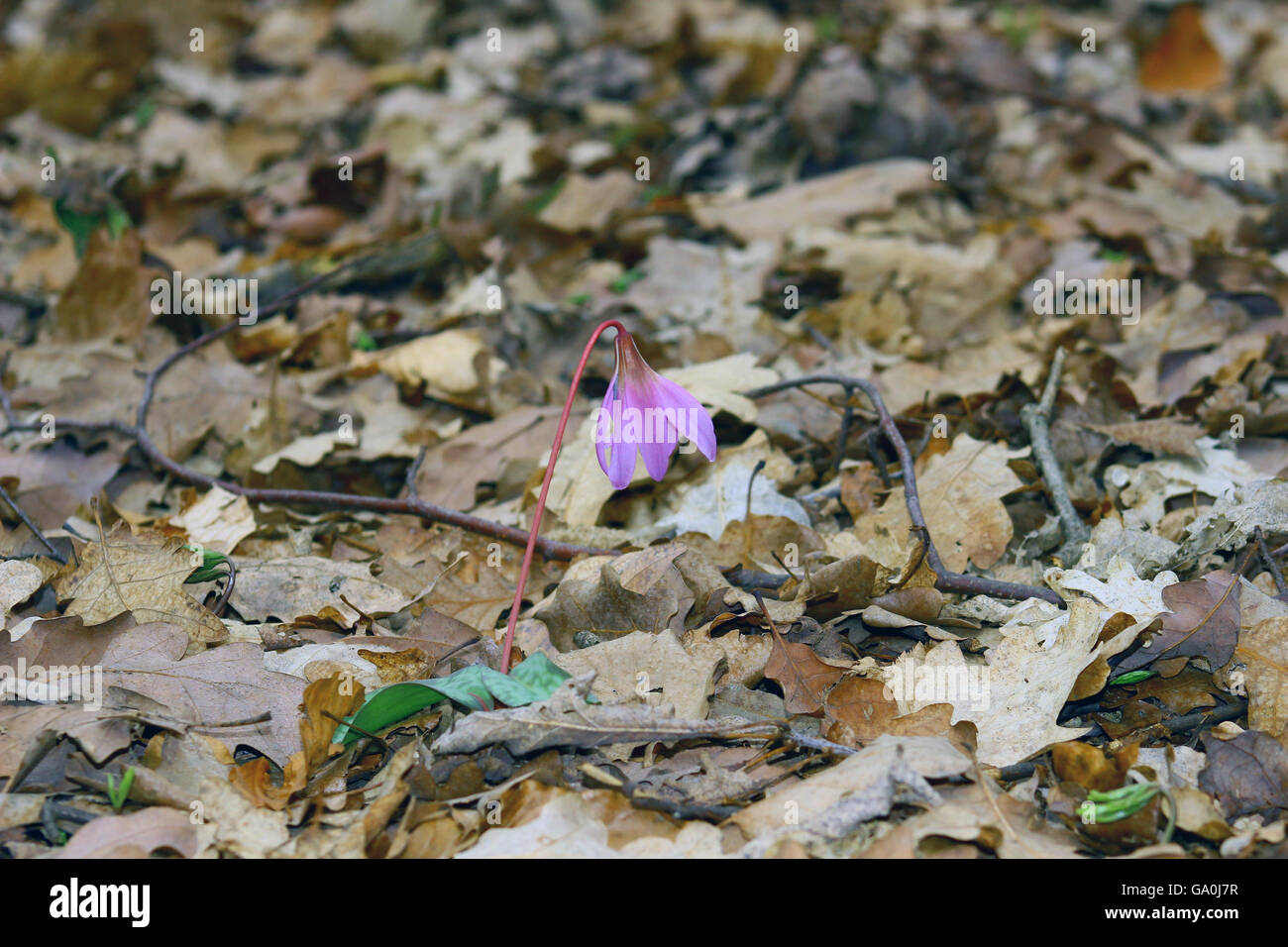 Erythronium dens canis, Dog's tooth violet, Dogtooth violet Stock Photo