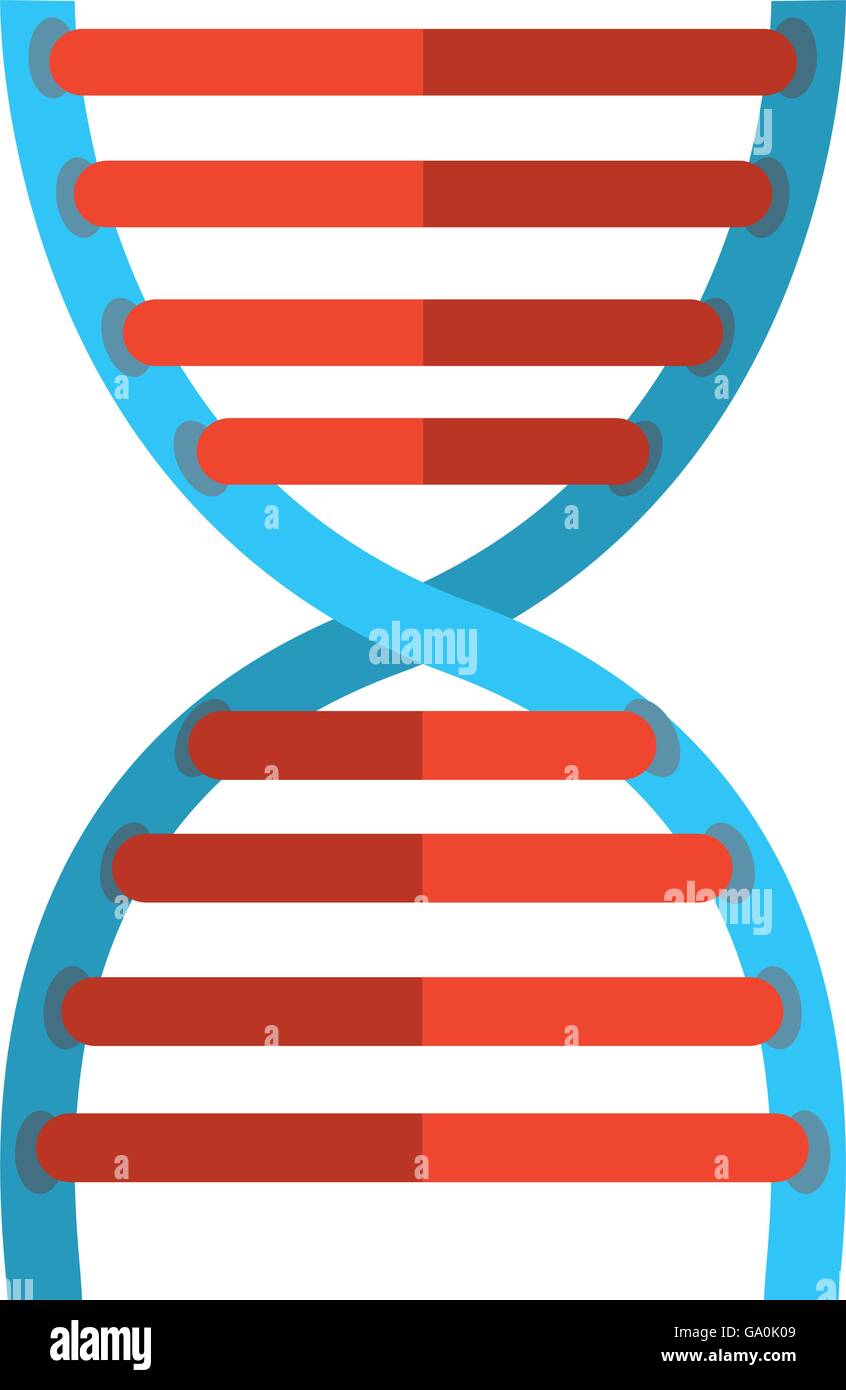 Genome double helix molecule structure Stock Vector Images - Alamy