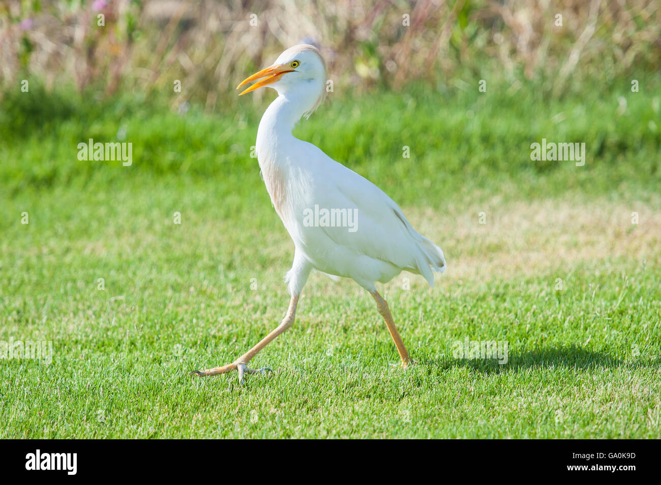 Cattle egret bubulcus ibis walking on grass in rural garden Stock Photo