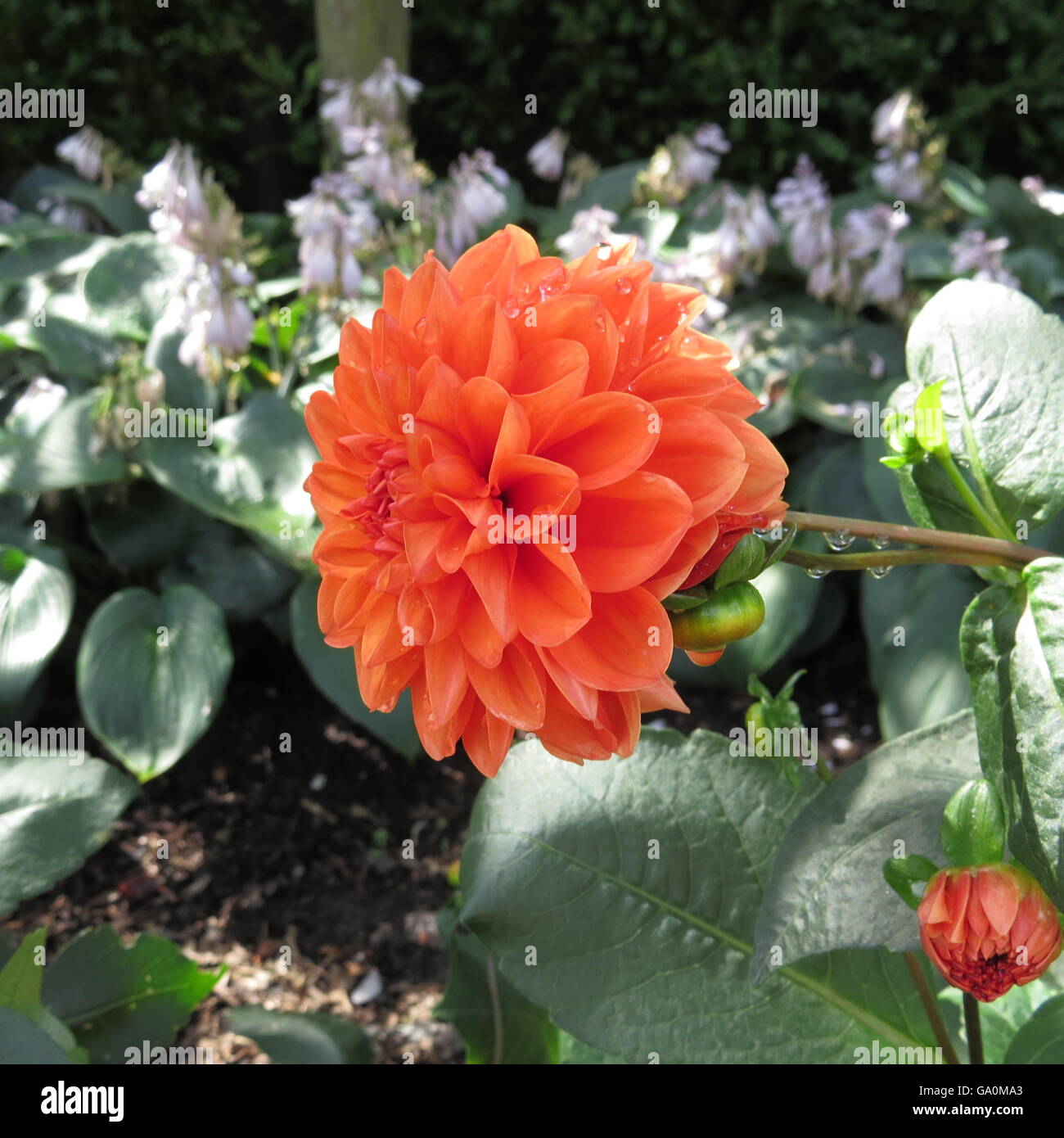 beautiful red-orange daliah flower Stock Photo