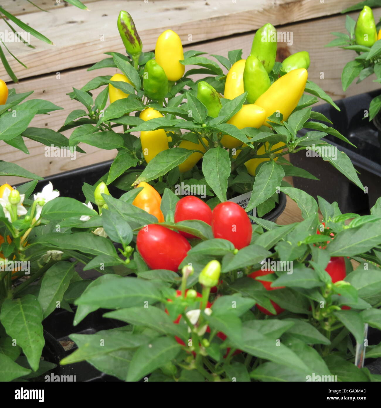 red and yellow ornamental pepper plants in a pot Stock Photo Alamy