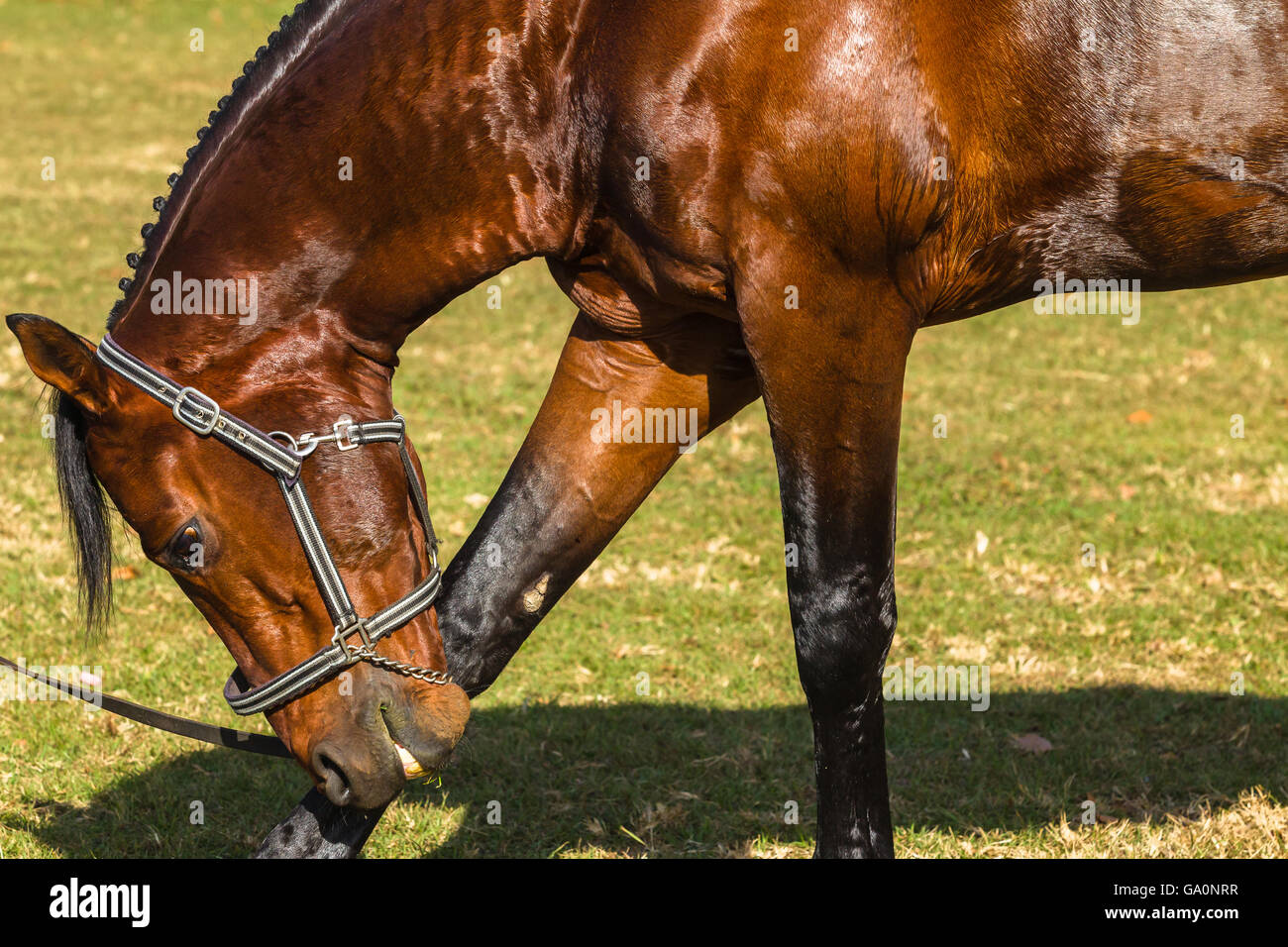 Horse pony equestrian closeup head neck body portrait of show jumping animal Stock Photo
