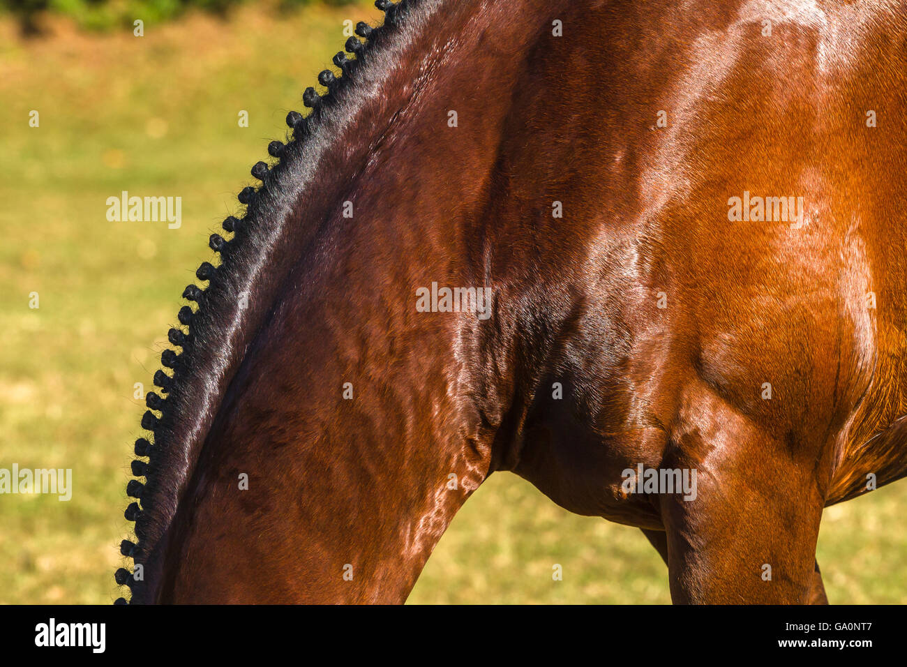 double door bird cage