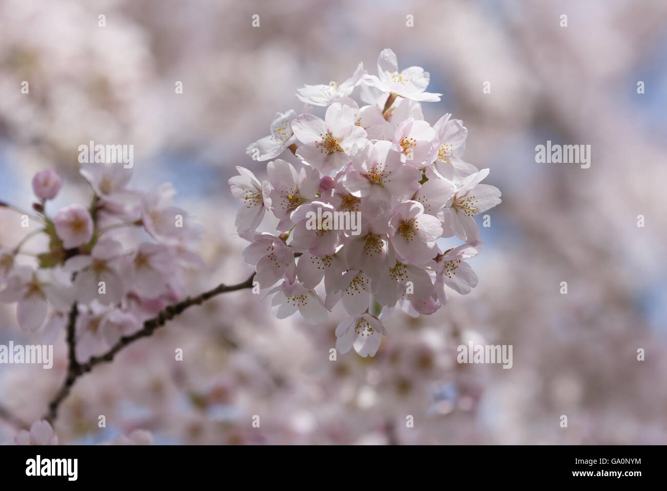 Cherry blossoms in full bloom Stock Photo - Alamy