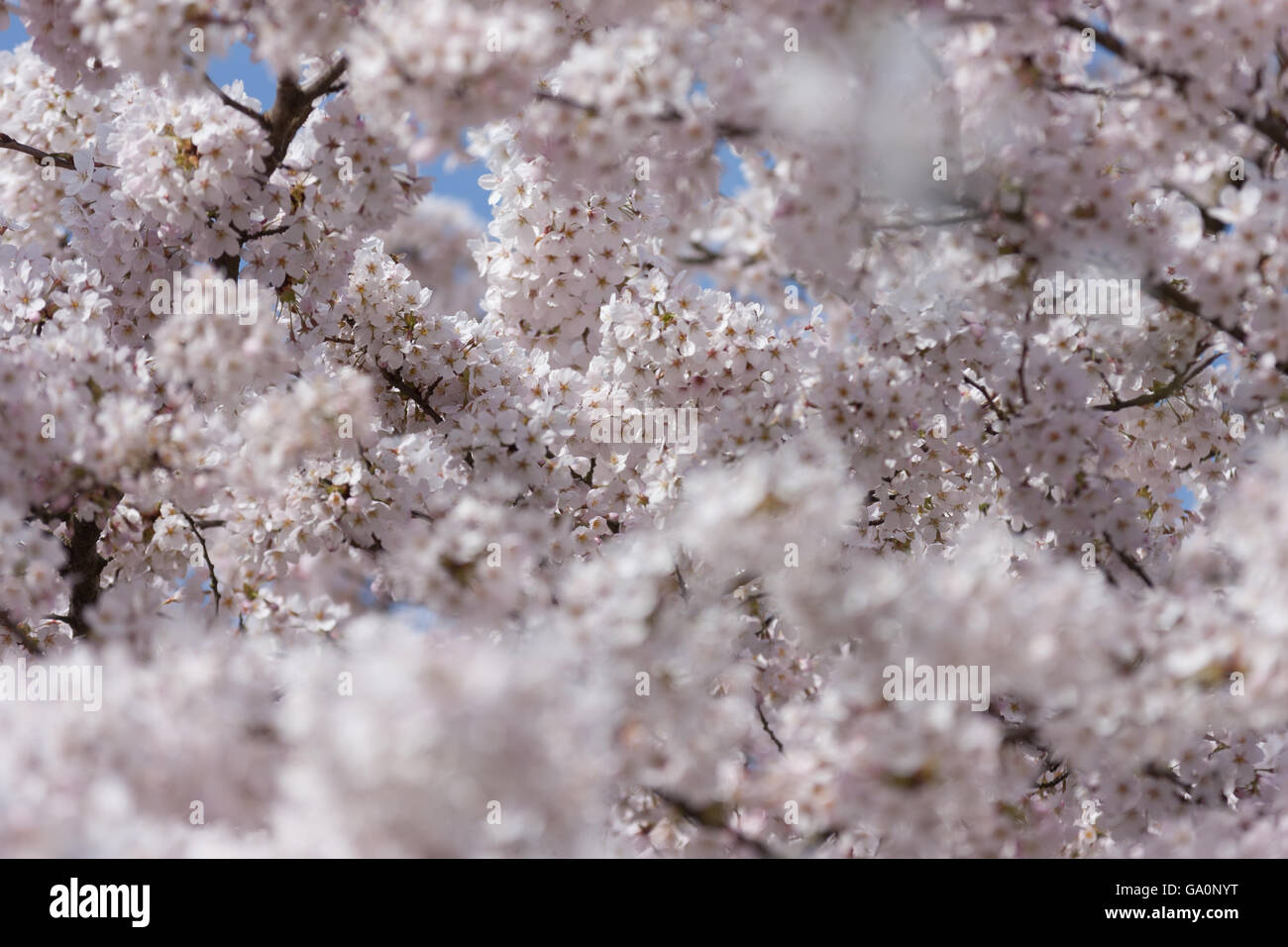 Cherry blossoms in full bloom Stock Photo - Alamy