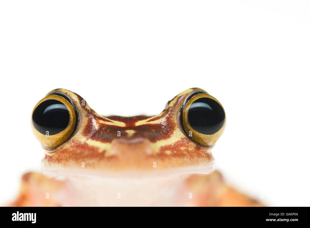 Imbabura treefrog (Hypsiboas picturatus) close up portrait, Colombia and Ecuador. Stock Photo