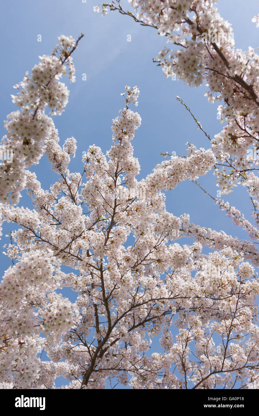 Cherry blossoms in full bloom Stock Photo - Alamy