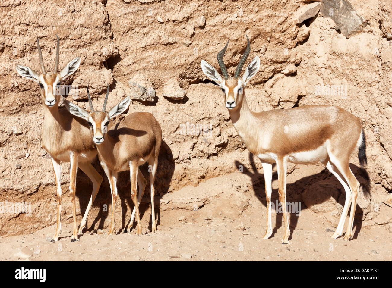 Gazelles in the Sahara desert. Stock Photo