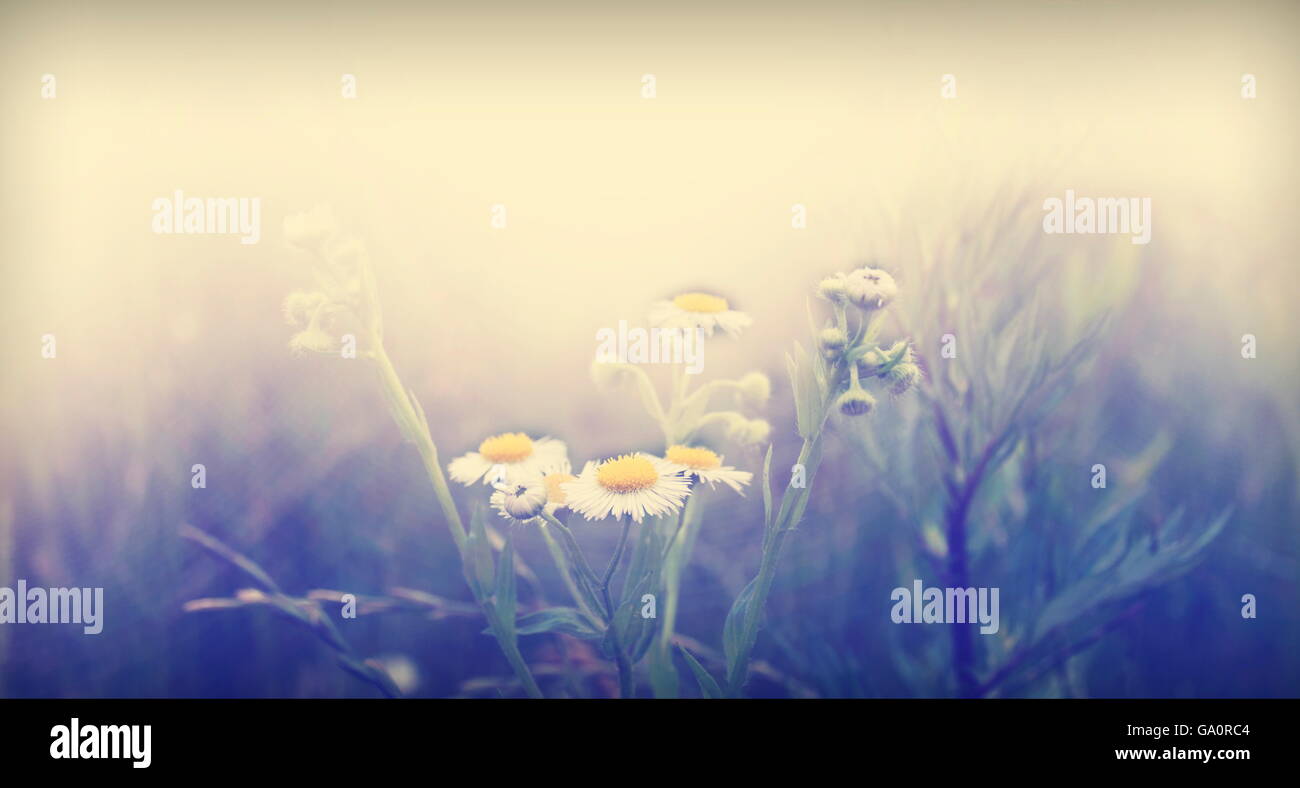 Daisy Flower field on a sunny day. Nature Floral Background In Vintage Style Stock Photo