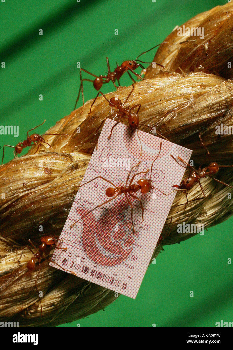 Lottery-funded leafcutter ants at London Zoo's B.U.G.S. exhibit launch the Love UK campaign, which celebrates the 20 billion raised by National Lottery players for good causes. Stock Photo