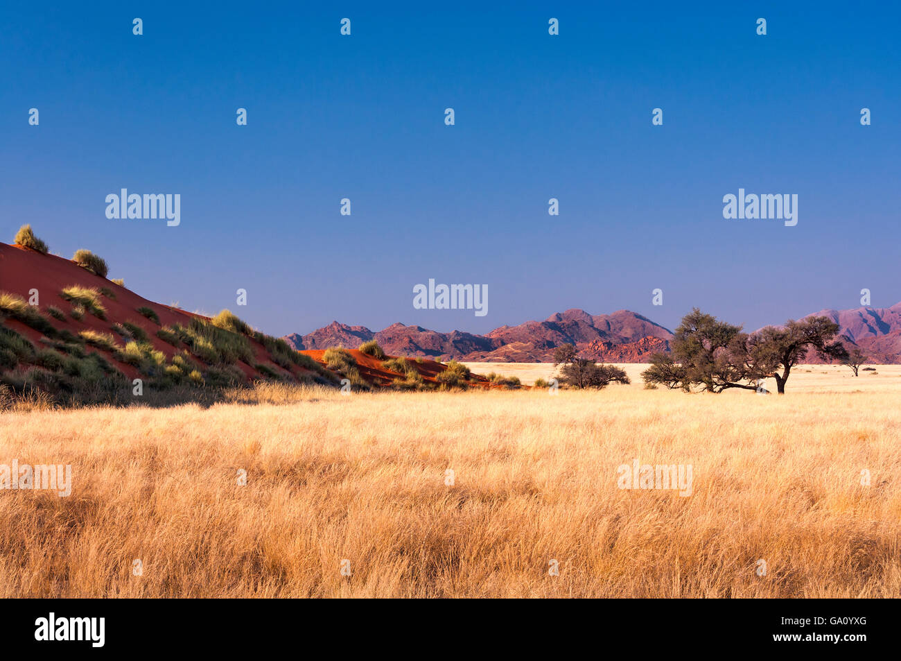 View of the Savannah in Namibia, Africa Stock Photo
