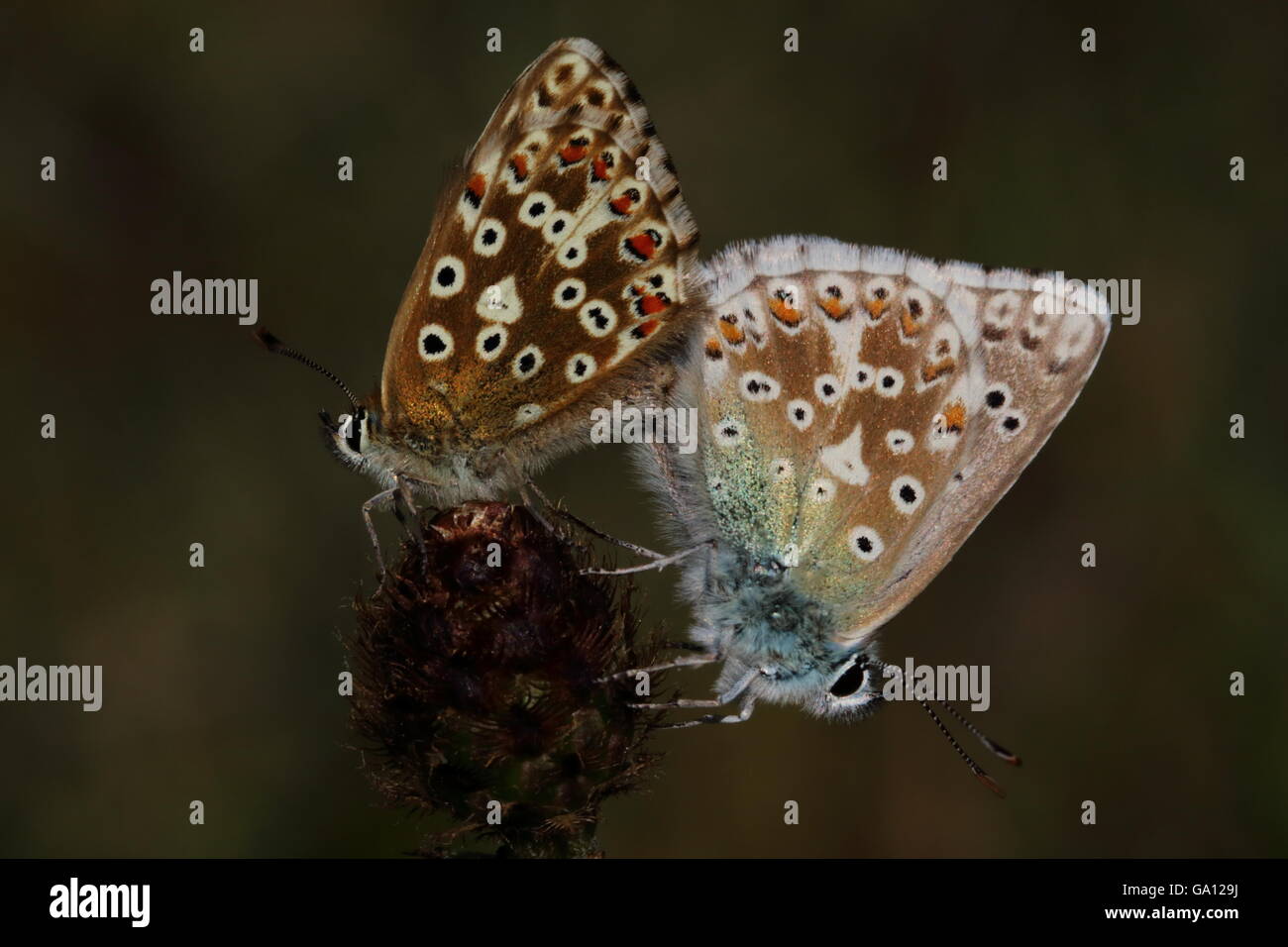 Mating Chalkhill Blue Butterflies Stock Photo Alamy