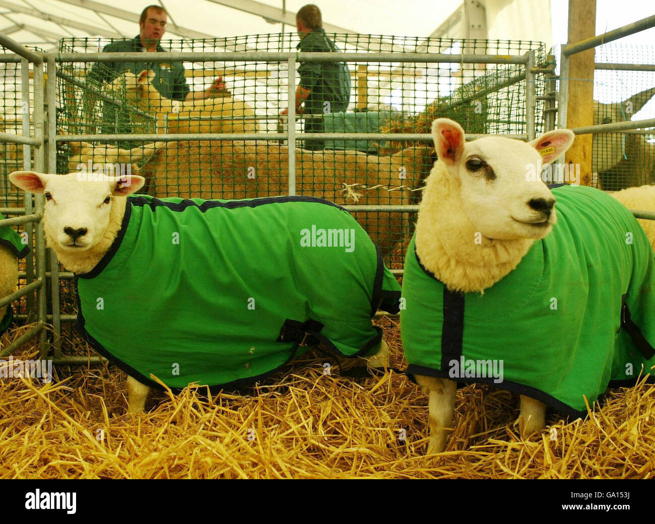 Royal Highland show Stock Photo Alamy