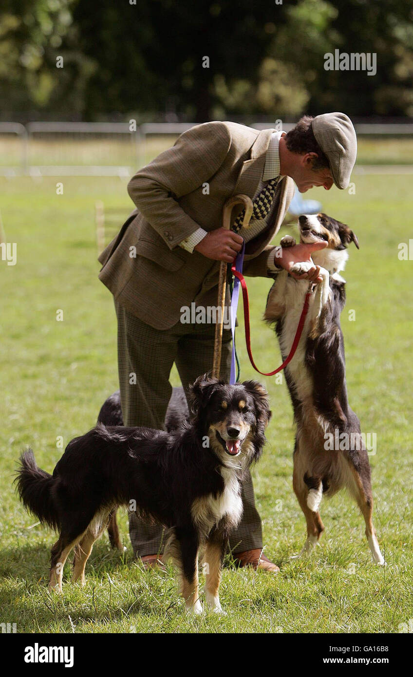 Shepherd David Seamark pats his dogs during special sheep dog trials on London's Hyde Park. Stock Photo