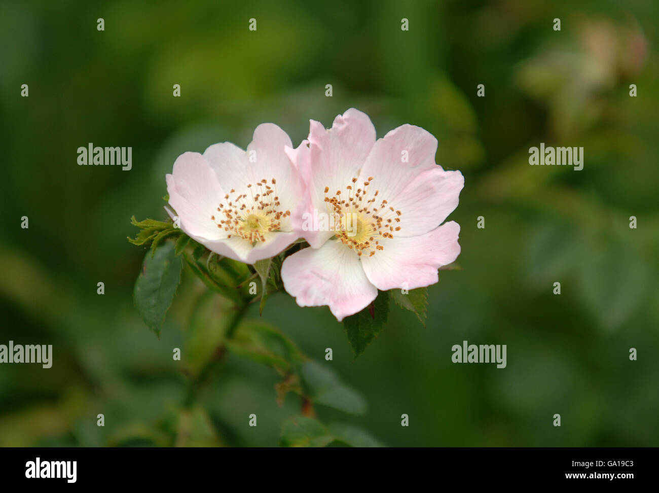 A wild briar rose, an 'essence of England' in the hedgerows of Cheshire ...