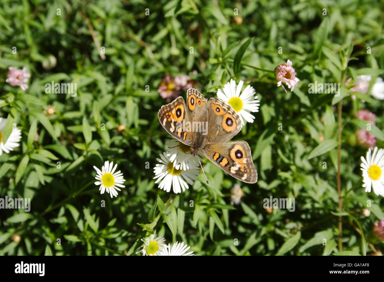 Butterfly Meadow Argus (Junonia villida calybe) Stock Photo