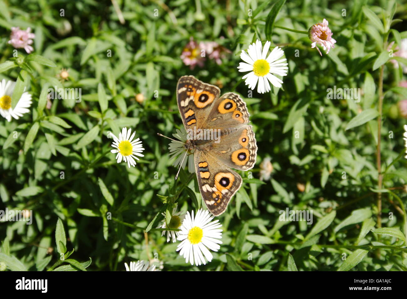 Meadow Argus Butterfly (Junonia villida calybe) Stock Photo