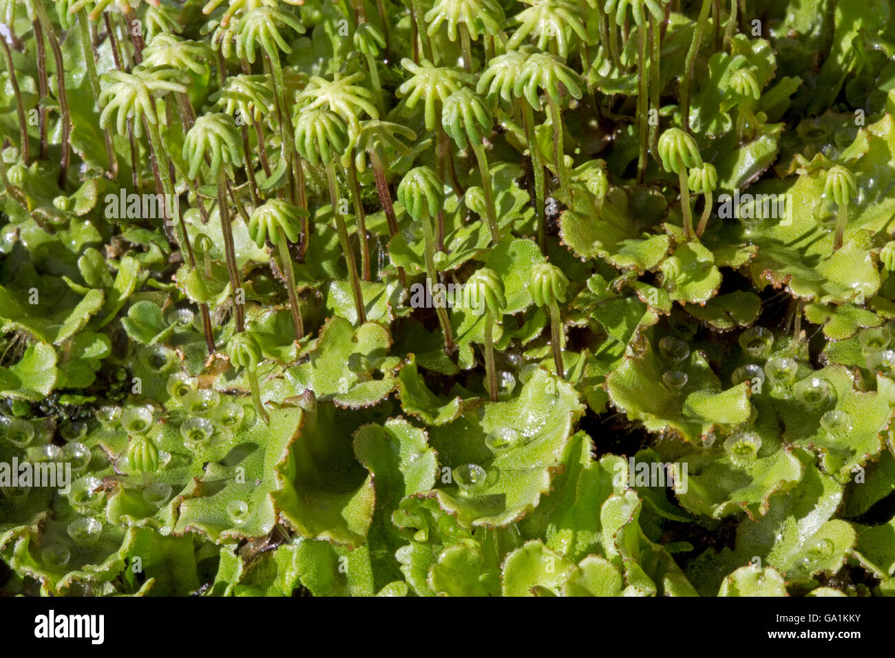 Foliaceous liverworts with fruiting bodies Cotswolds UK Stock Photo