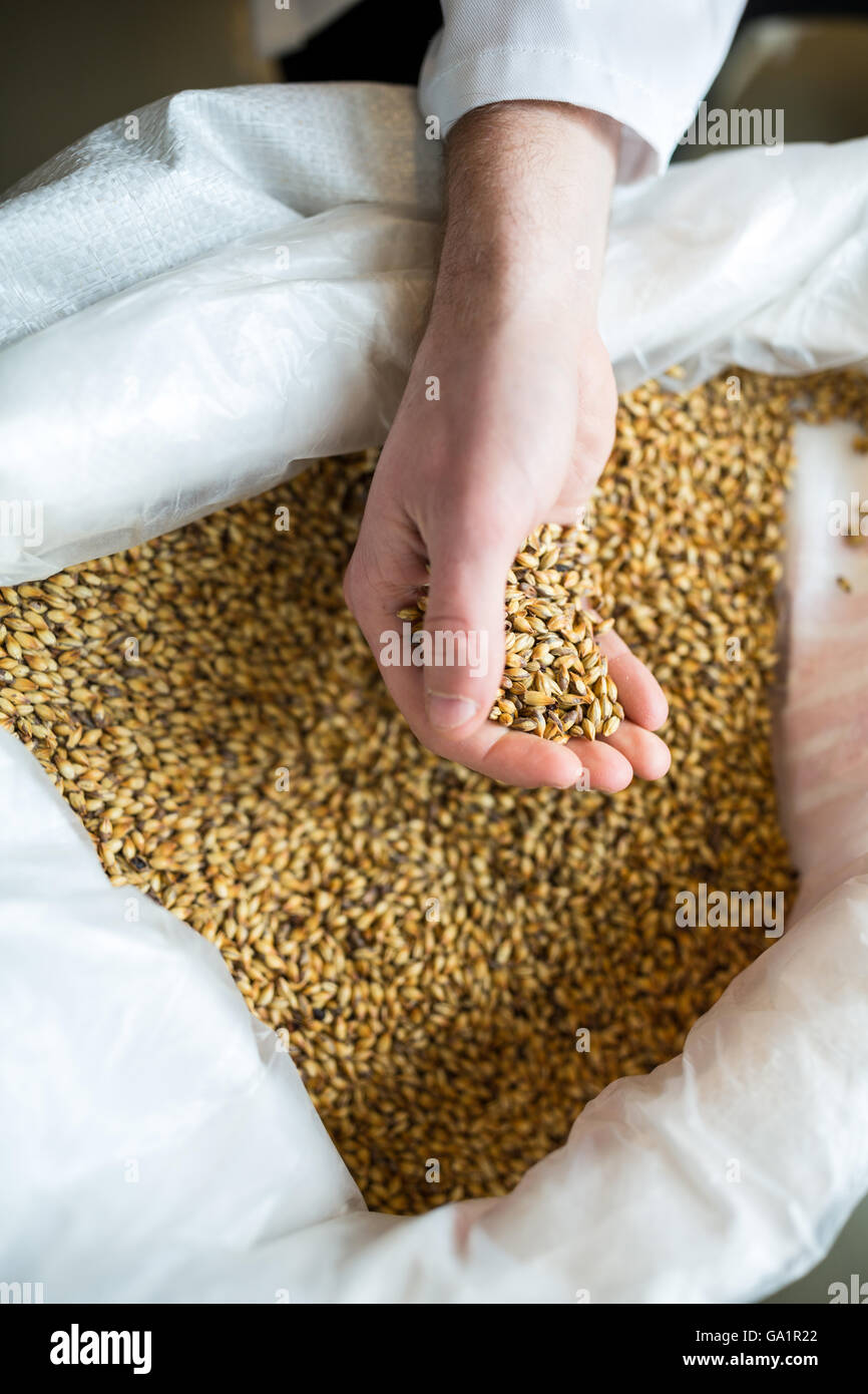 Brewer holding grains Stock Photo Alamy