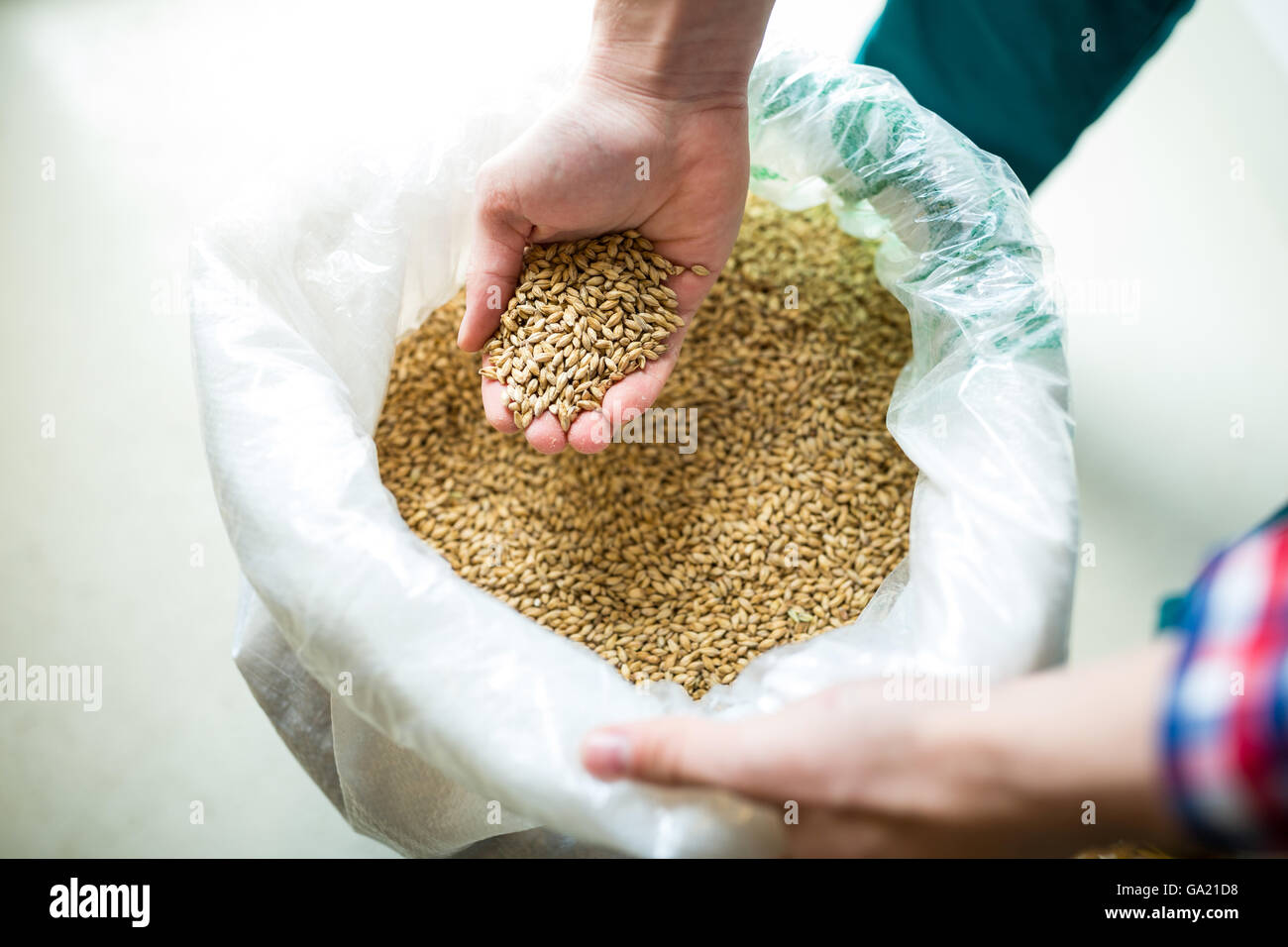 Brewer showing grains Stock Photo Alamy