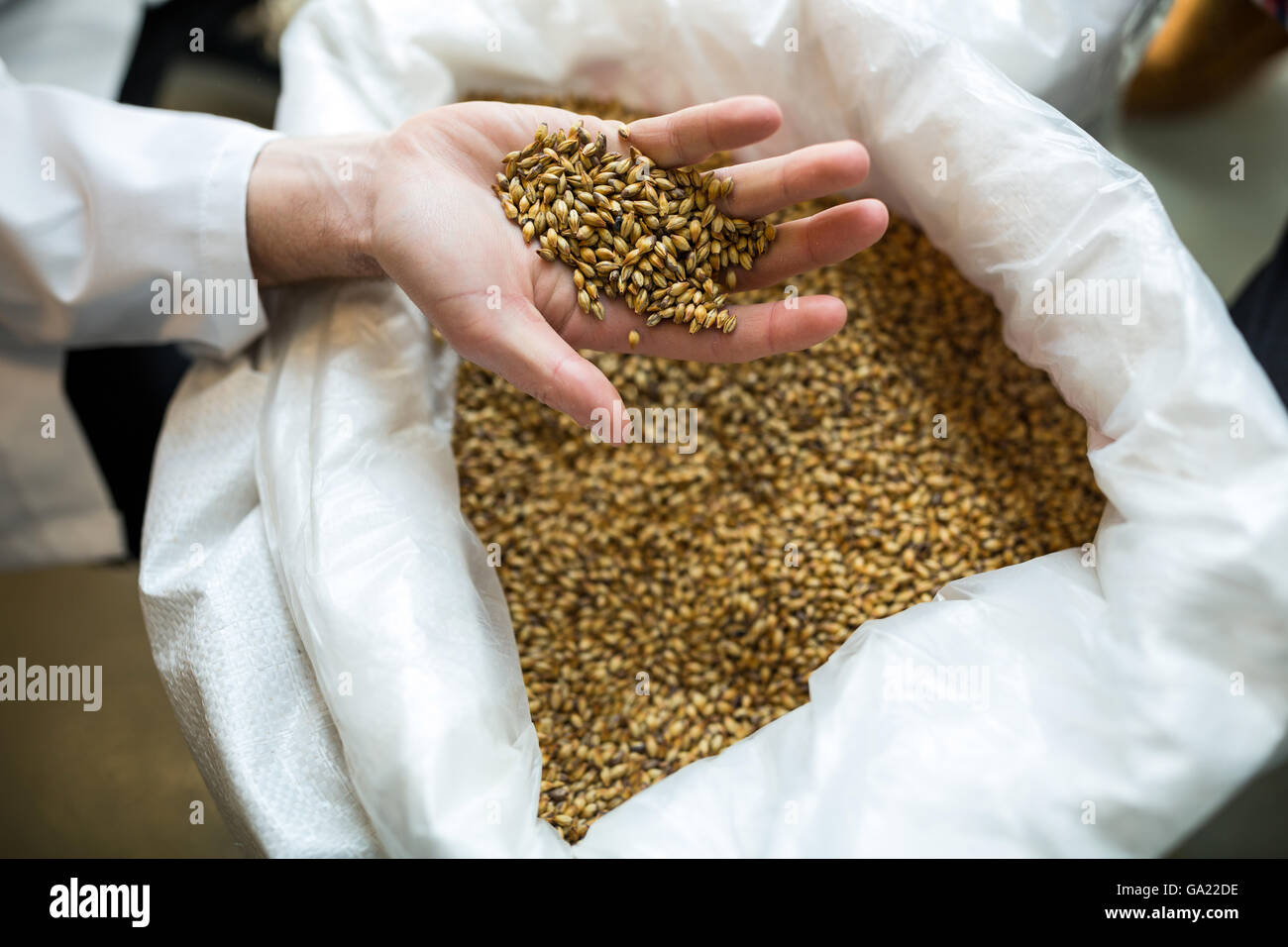 Brewer showing grains Stock Photo Alamy