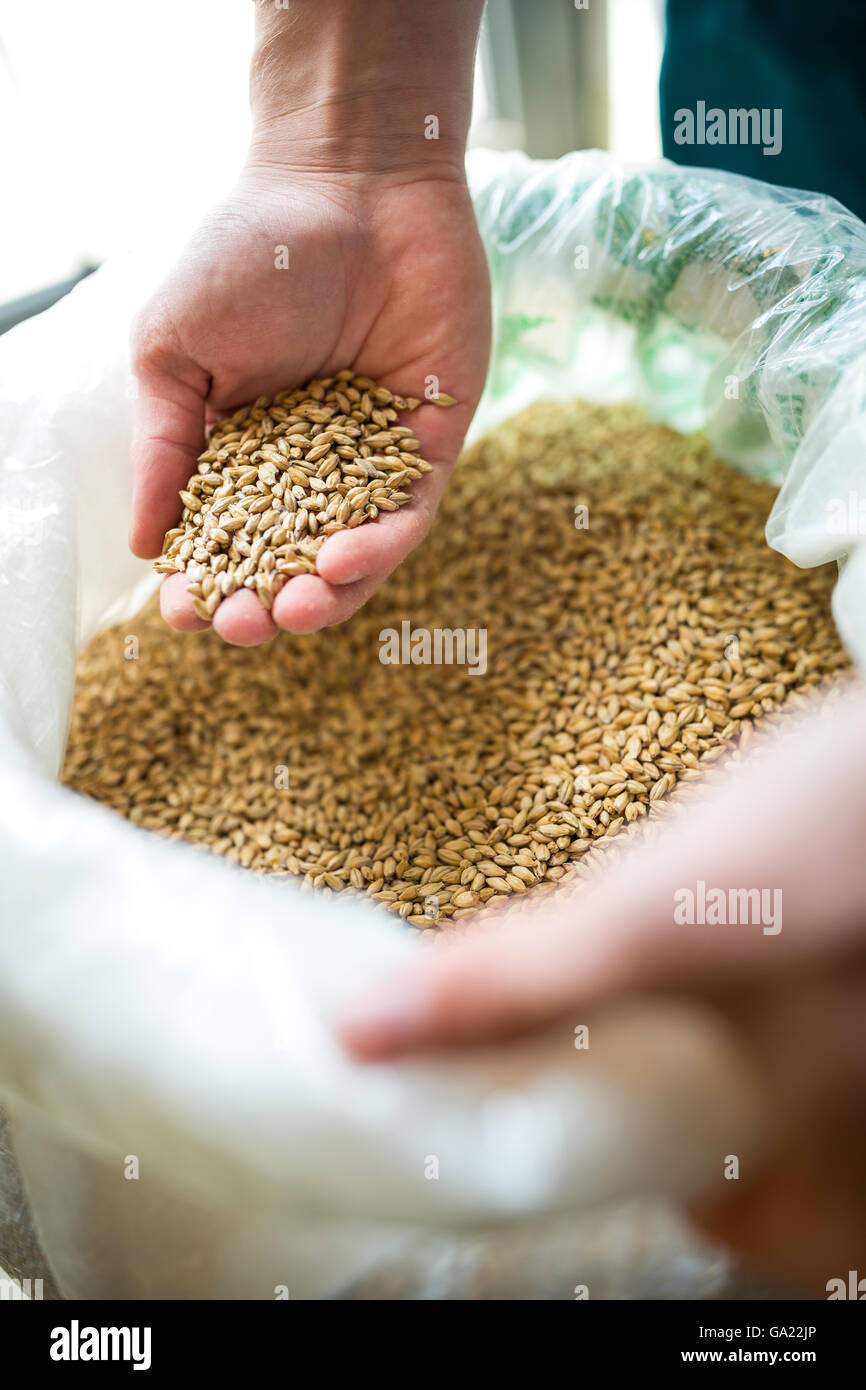 Brewer showing grains Stock Photo Alamy