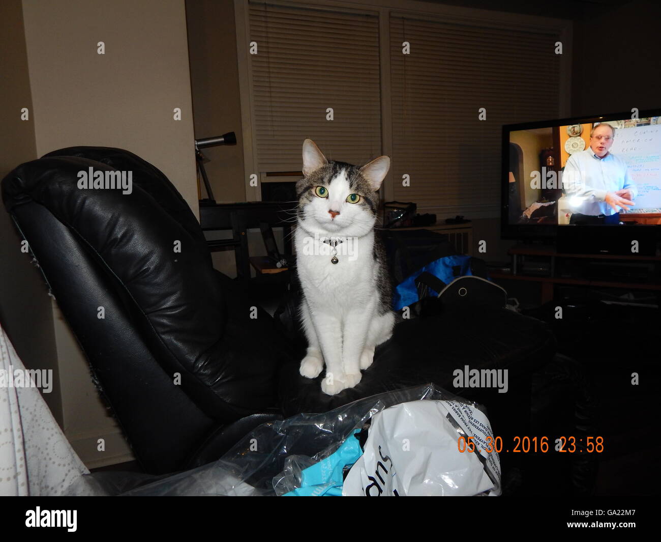 Black cat sitting on chair hi-res stock photography and images - Alamy
