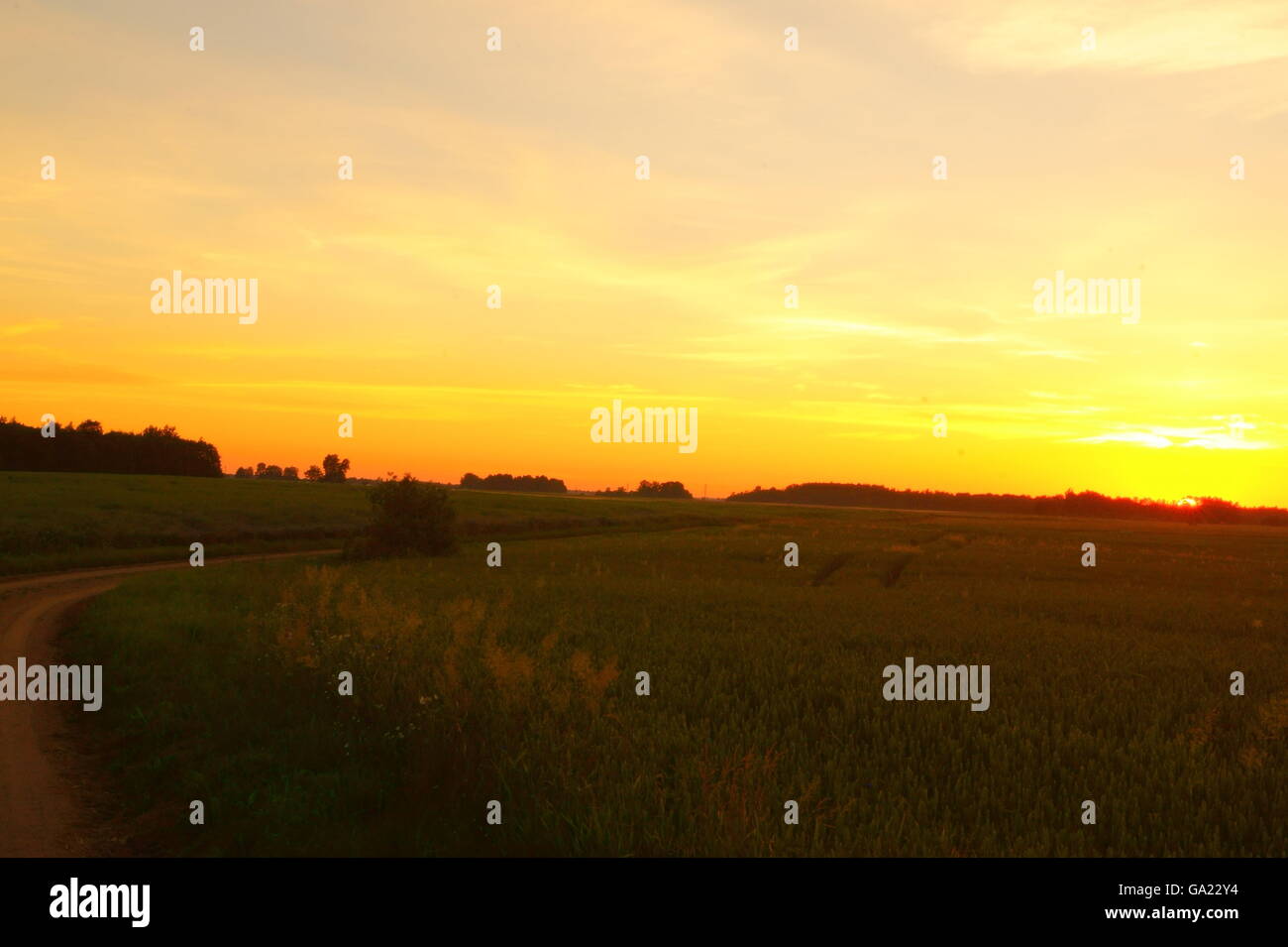 Beautiful rural landscape at sunset. Wheat field Stock Photo - Alamy
