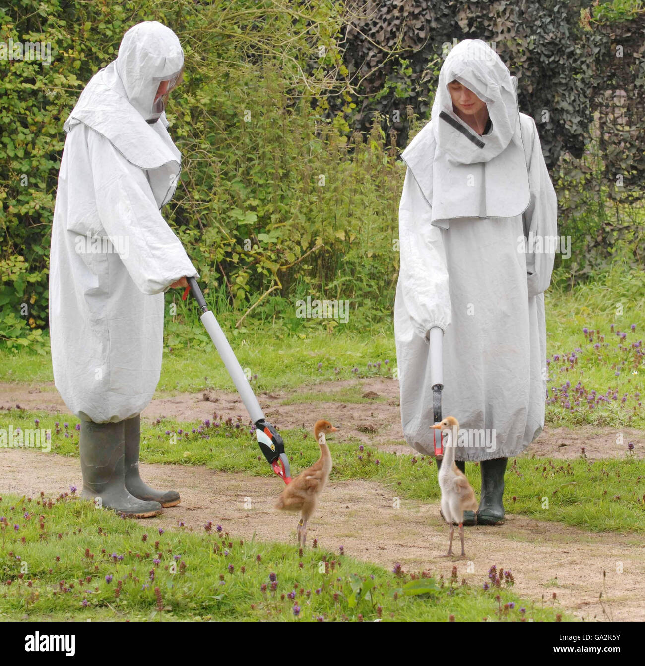 Crane wellies top