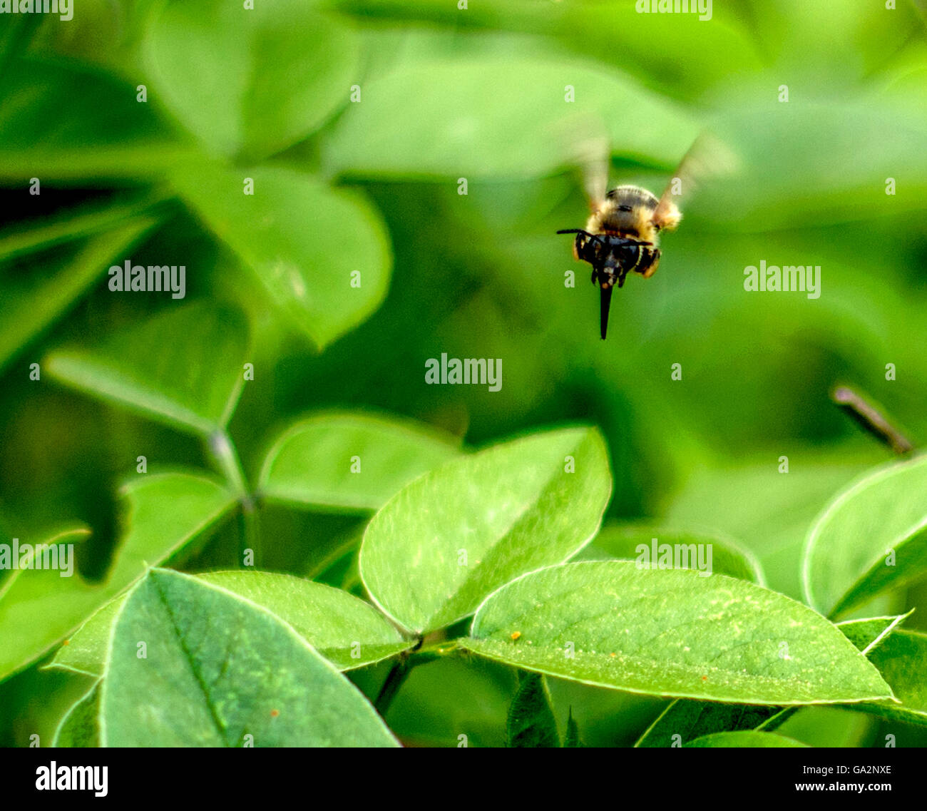 Clover bee sun hi-res stock photography and images - Alamy